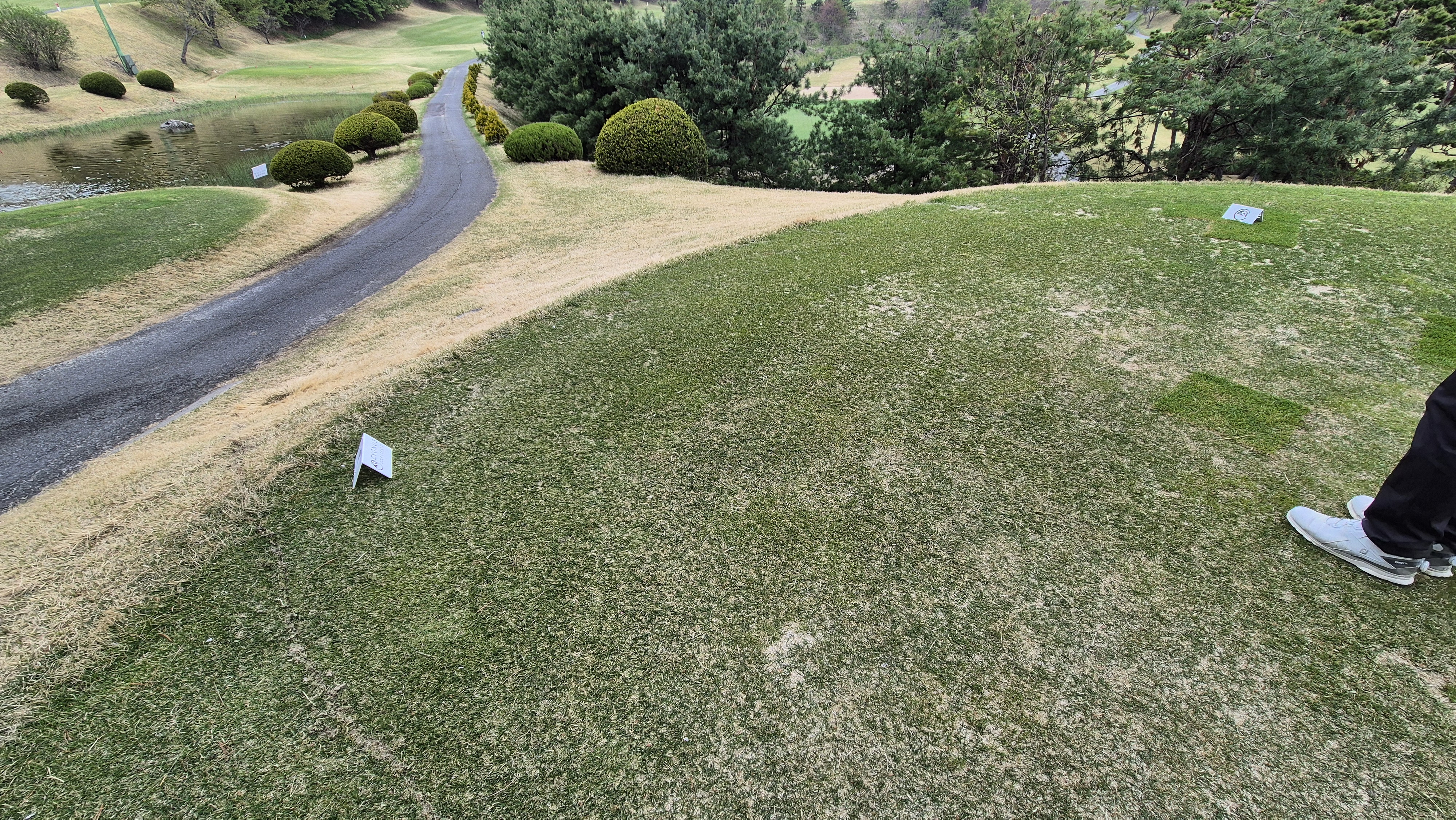 시그너스cc 코튼-라미 코스 티잉구역 상태