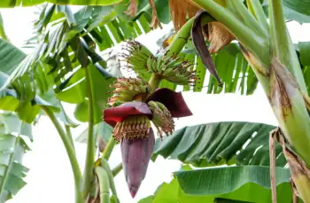 바나나 효능 및 영양소&amp;#44; 부작용