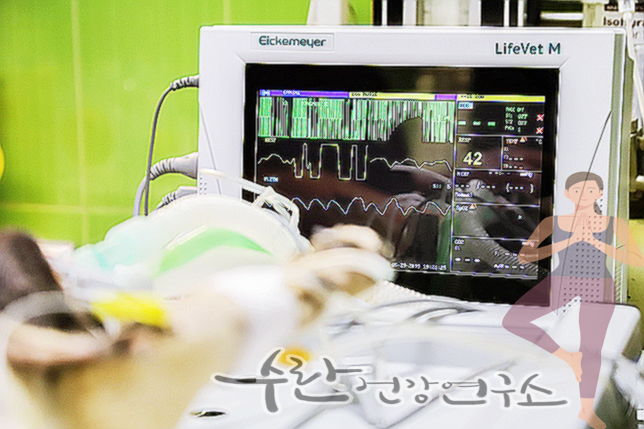 맹장염 초기증상