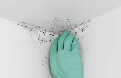 집에 곰팡이가 생기는 이유, 원인 및 제거 방법