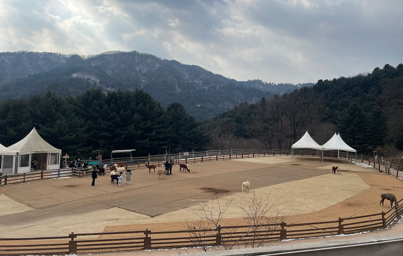 홍천 알파카월드