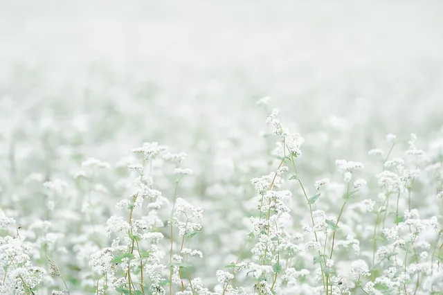 메밀차 효능 부작용_7