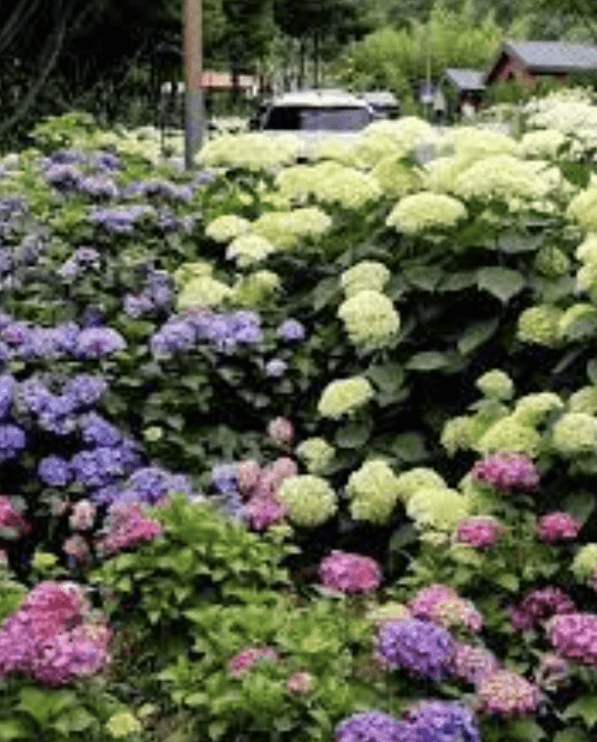 진주 월아산 수국축제