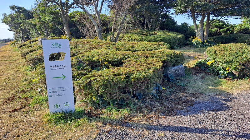 제주여행_성읍녹차마을