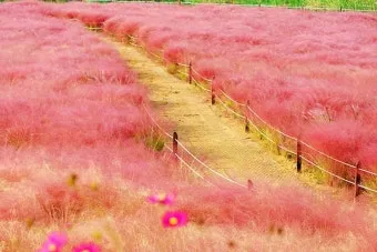 평택 바람새마을 핑크뮬리 가을 여행 인생샷 명소 추천으로 안내_2