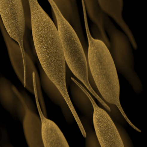 마이코플라즈마-폐렴