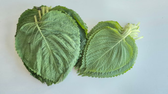 깻잎효능 부작용 먹는법 꿀팁 - 깻잎의 부작용 깻잎효능 부작용 먹는법 꿀팁 - 깻잎의 부작용