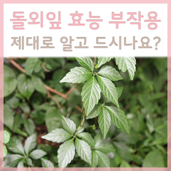 돌외잎의-모습