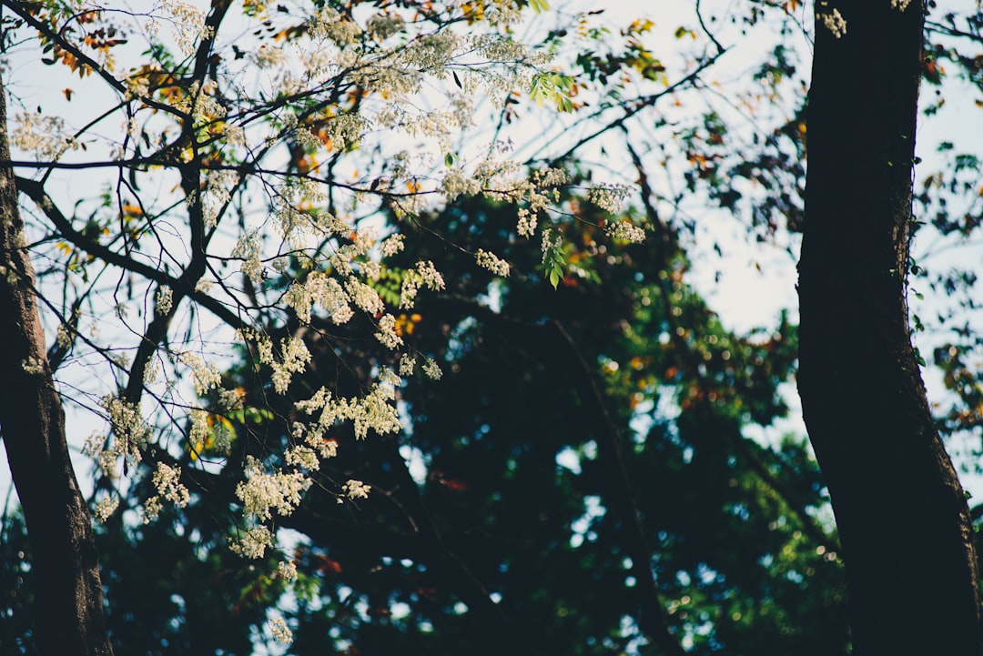 Namiseom