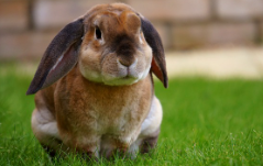 토끼 사료 추천