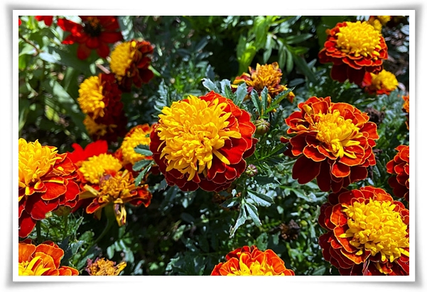 화초 "메리골드(금잔화)" 가을 정원에 황금빛 행복을 심어 보세요!