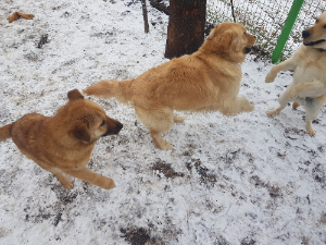 강아지가 털이 빠지는 7가지 이유.