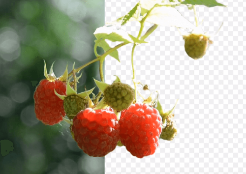 unscreen (언스크린) 누끼따기