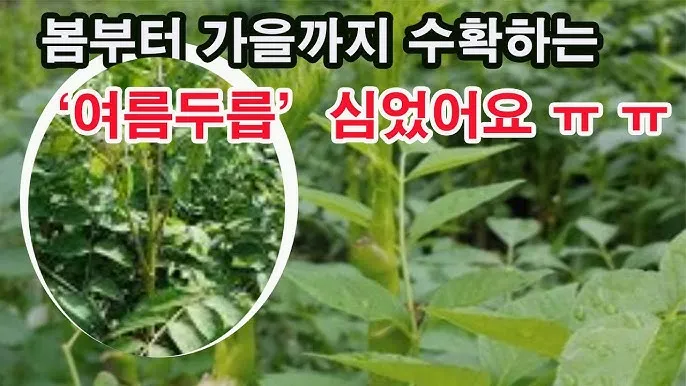 두릅 재배 순 수확 시기 가지치기 겨울 보온_6