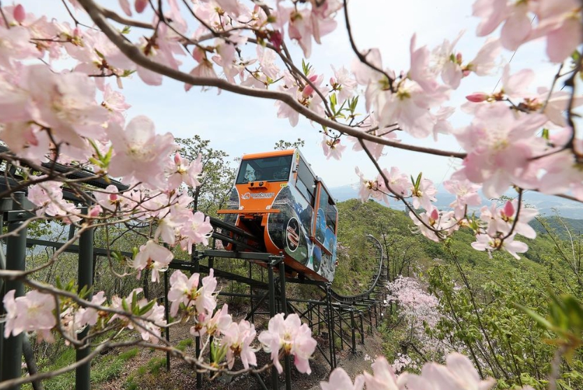 대봉산 모노레일 예약 없이