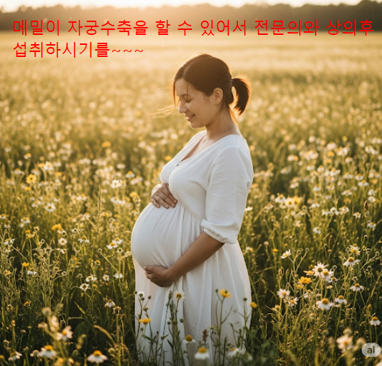 메밀과 임산부