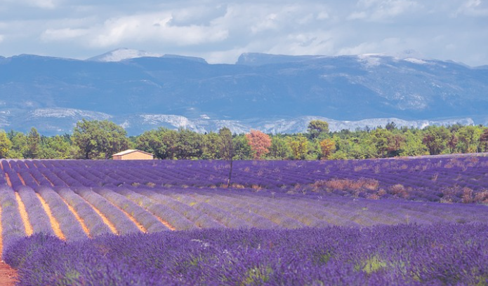 2025 퍼플섬 라벤더 축제