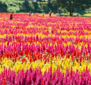 부처님오신날사찰