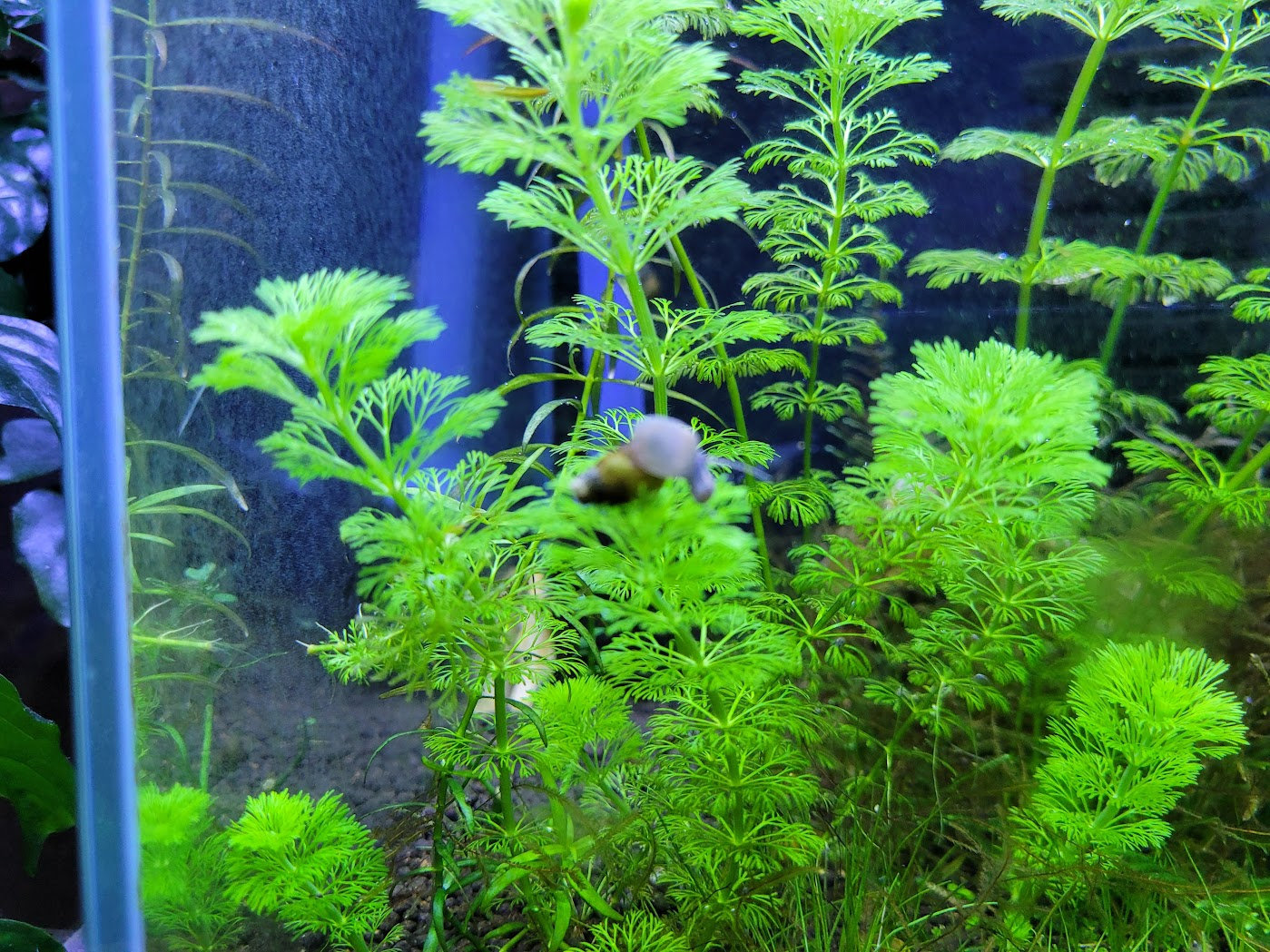 무성히 자란 암브리아와 인제에서 잡아온 다슬기