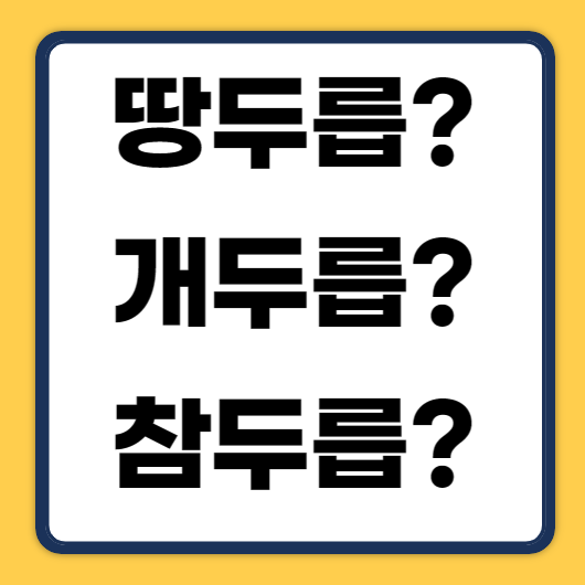 땅두릅&#44;개두릅&#44;참두릅 차이 알아보기