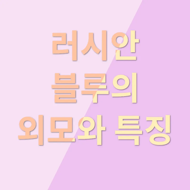 러시안 블루_1
