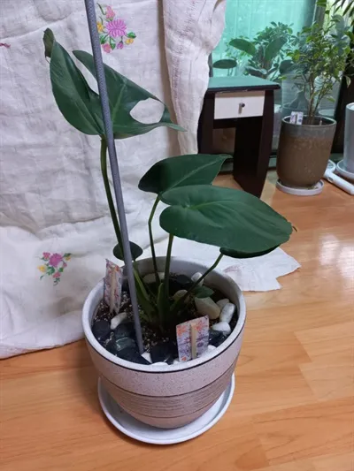 화분 뿌리파리 생기는 원인과 퇴치법 완벽 정리_5