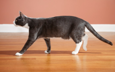 배에 늘어진 고양이