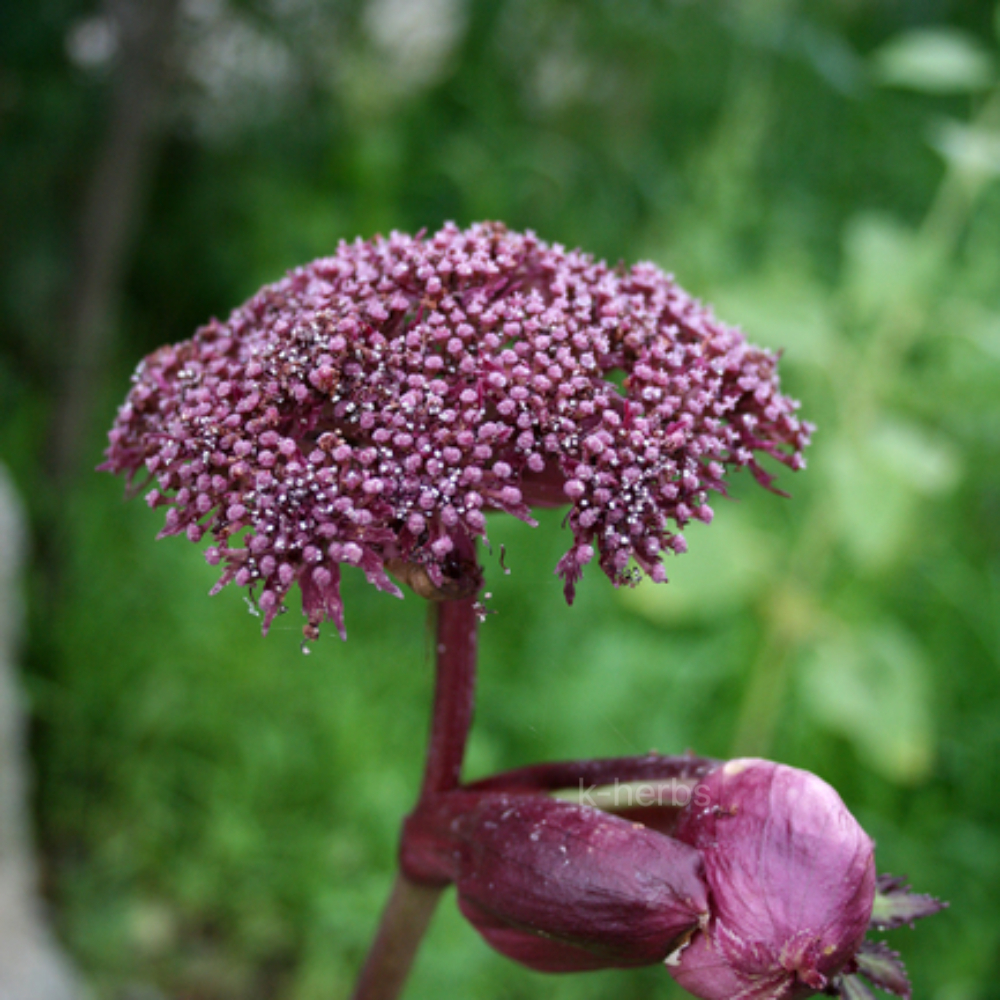 보라색 당귀 꽃대