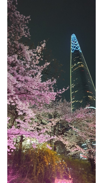 경주 벚꽃 실시간 개화상황