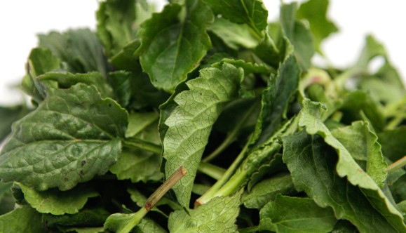 취나물의 종류, 효능 및 먹는법(요리), 보관법(냉장, 냉동), 손질법, 데치기