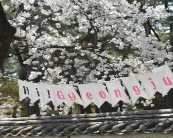 경주벚꽃축제_8