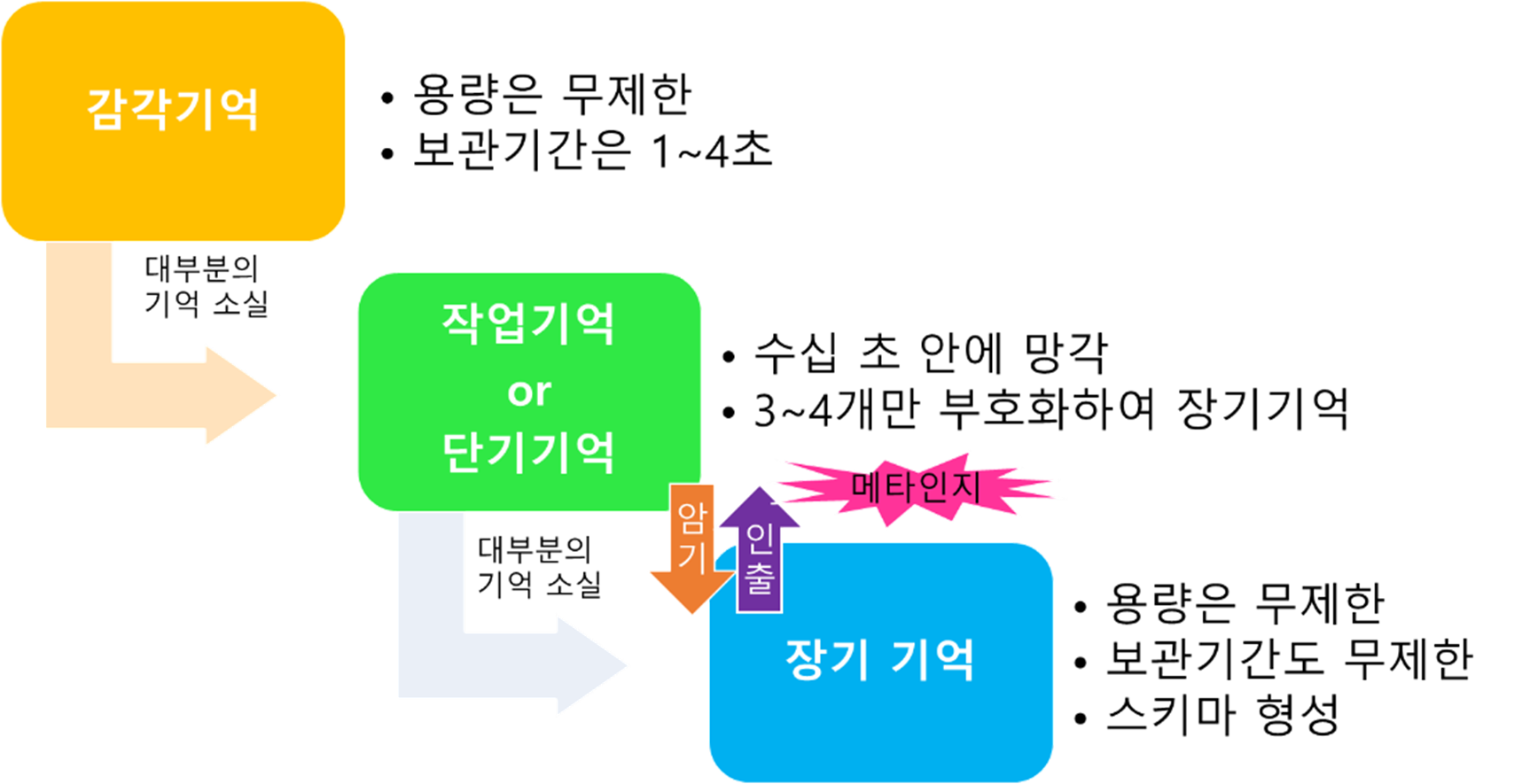 뇌의 기억 체계를 도식화한 그림