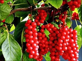 오미자 효능 부작용 섭취방법_4