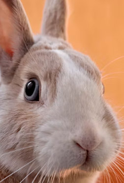 12간지 동물순서 시간 12간지 나이 뜻