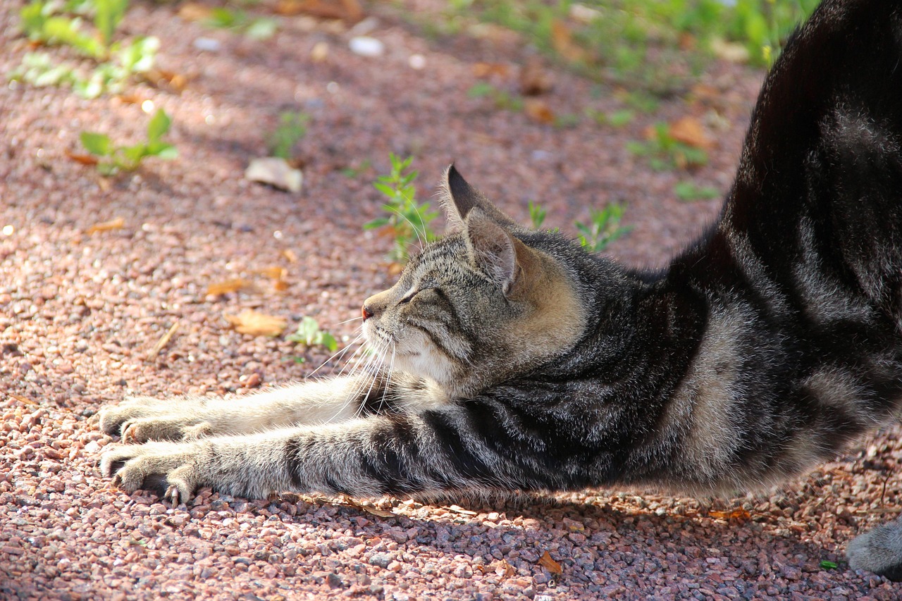 A stretching cat