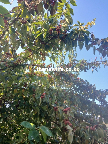 항암 효능 성분이 풍부한 야생 꾸지뽕 나무 가지와 무성한 잎 열매 실사진