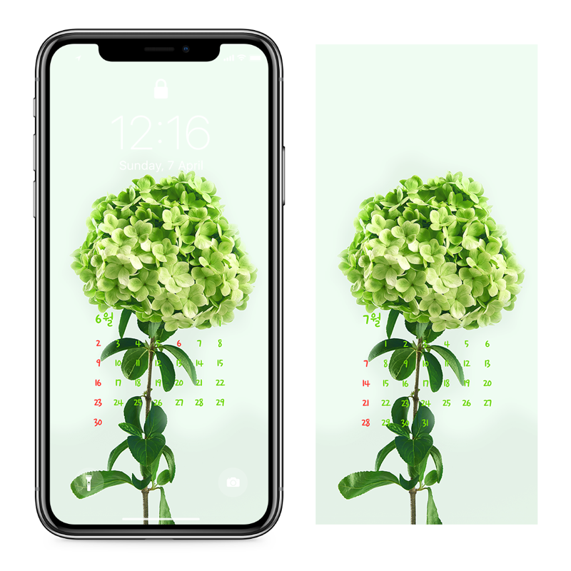 10 연두색 수국 심플 AB - 2024년6월 아이폰달력배경화면