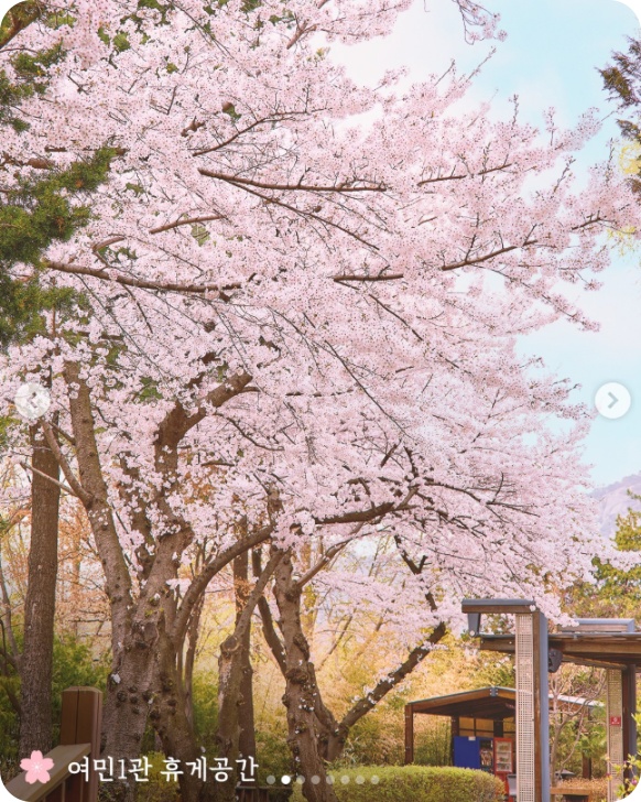 청와대 벚꽃 야간개방 2025 밤마실 관람 예약