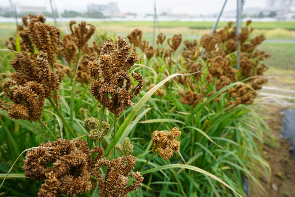 고혈압 예방에 좋은 음식 - 손가락조 핑거1호 효능, 효과