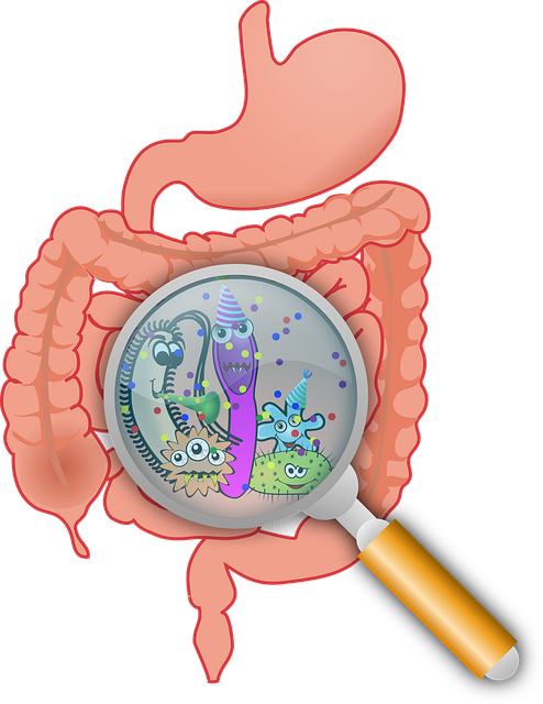 장 건강 관리용 고-FODMAP vs 저-FODMAP 식품표
