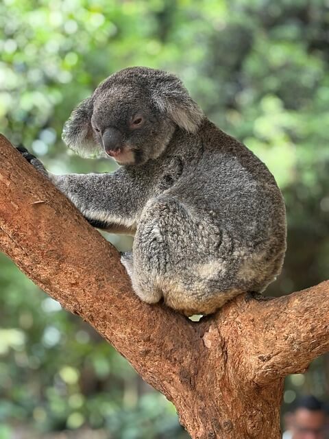 8월 호주 시드니 여행 필수 가이드 – 날씨부터 옷차림, 축제, 현지 꿀팁까지 총정리