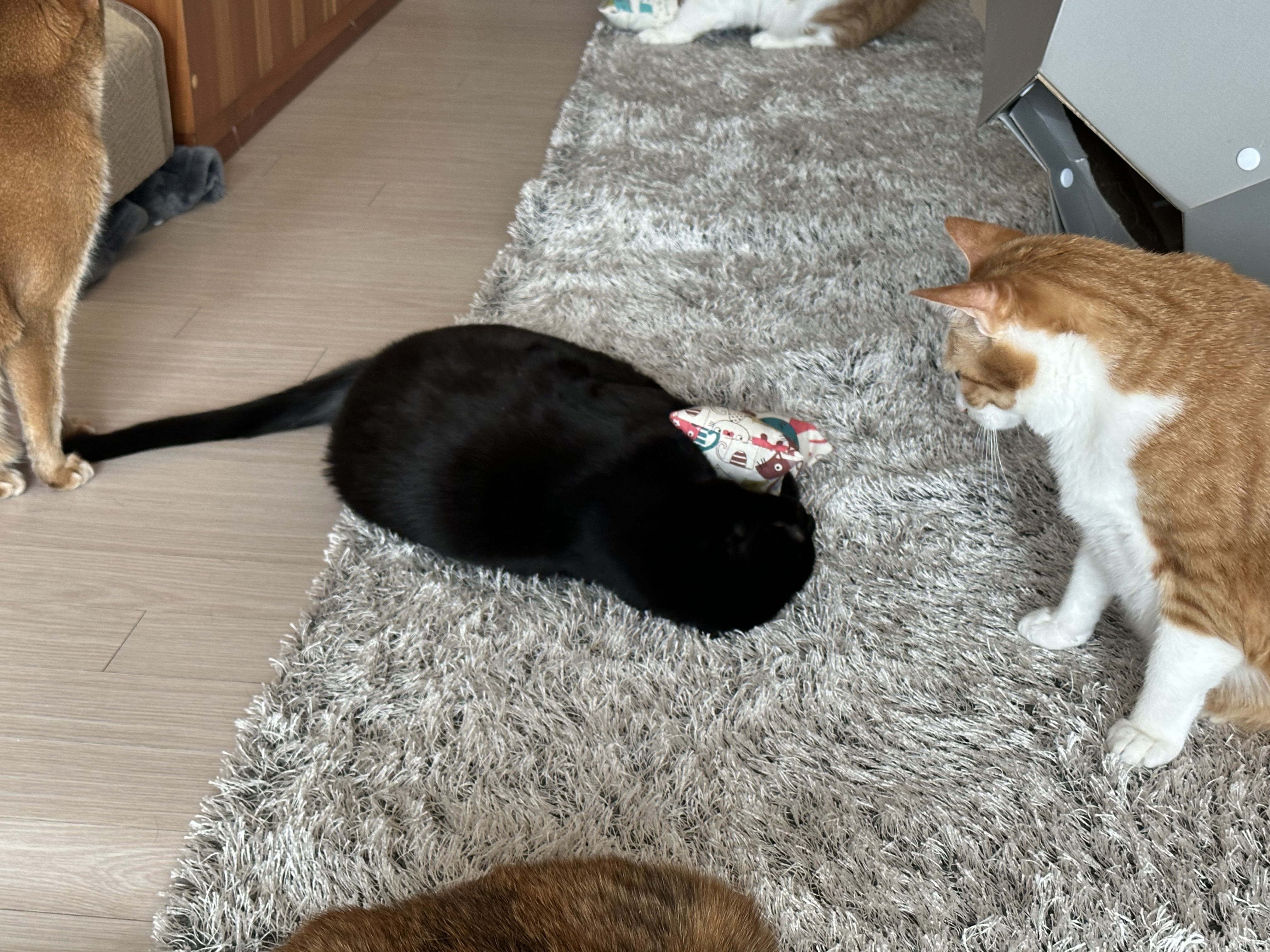 캣닢쿠션에 대한 아홉냥이들의 반응 (feat.이날의 MVP도 역시 두리)