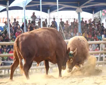 보은 대추축제_27