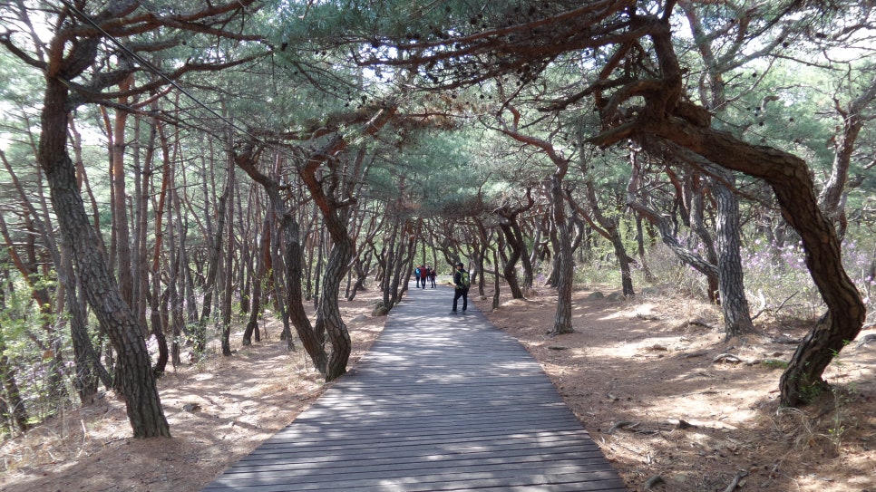 100대 명산 등산하기 스물아홉번째 경주 남산 1000년 유적의 고향 신라의 땅 우리나라에서 2번째 국립공원으로 지정된 경주 남산