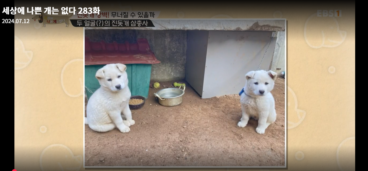 설채현-세상에나쁜개는없다-세나개-283화-진돗개장벽-재방송