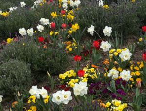 화담숲 모노레일 예약방법