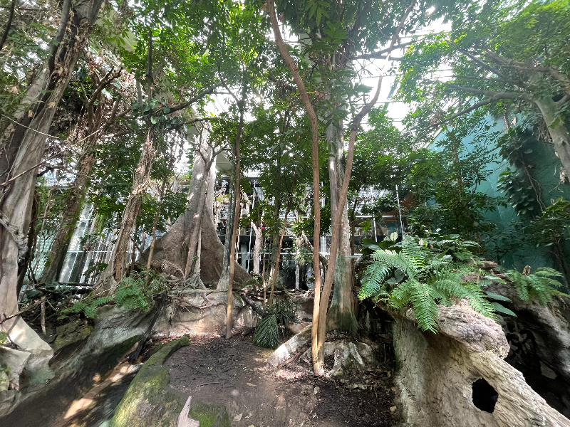 맹그로브