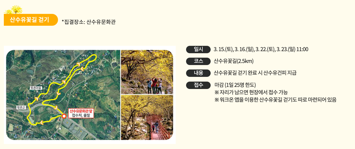구례 산수유 꽃길 걷기