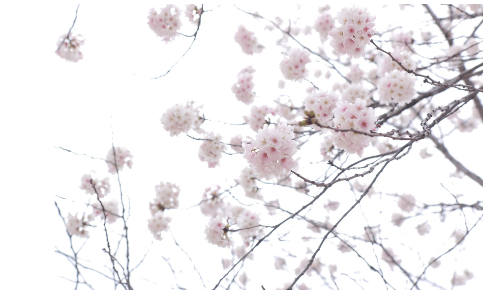 벚꽃명소