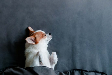 자고 있는 치와와.